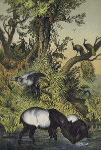 Animali di Malacca e Sumatra da European School