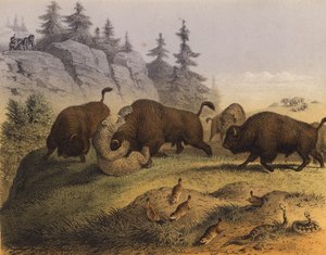 Animali delle praterie americane da European School
