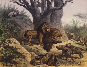 Animali del Capo di Buona Speranza da European School