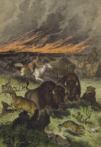 Animali delle praterie nordamericane (litografia a colori)