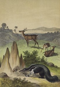 Animali delle Pampas sudamericane