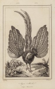 Argus Malel, Argus Maennchen