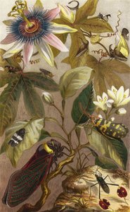 Cicale Straniere