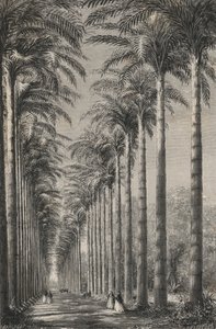 Viale di palme nel giardino botanico di Rio de Janeiro da European School