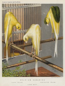 Canarini belgi, Giallo Chiaro, Giallo Variegato, Buff Chiaro da European School