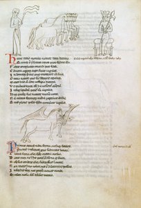 Bestiario: il cavallo