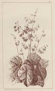 Bigonia (litografia) da European School