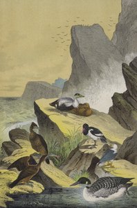 Uccelli delle coste settentrionali dell