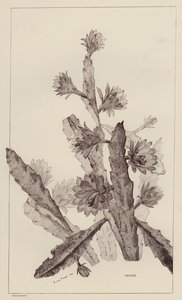 Cactus (litografia) da European School