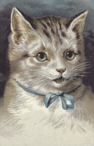 Gatto con collare blu (cromolito)