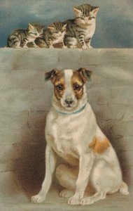 Gatti che osservano un cane da European School