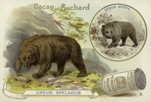 Orso delle caverne e orso bruno da European School