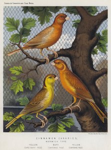 Canarini alla Cannella, Tipo Norwich, Giallo, Alimentato Ordinariamente, Buff, Alimentato con Cayenna, Giallo, Alimentato con Cayenna da European School