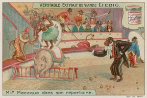 Circo delle scimmie da European School