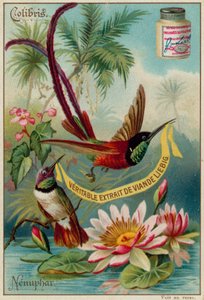 Colibrì e Ninfea