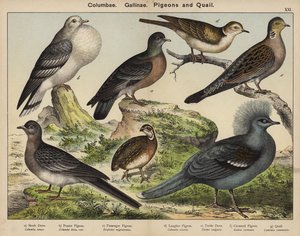 Columbae, Gallinae, Piccioni e Quaglie da European School