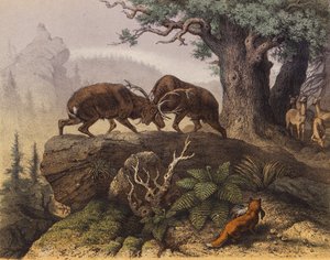Combattimento di due cervi vicino a una quercia (litografia a colori) da European School