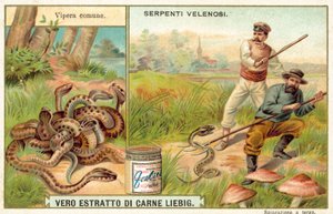 Vipera comune