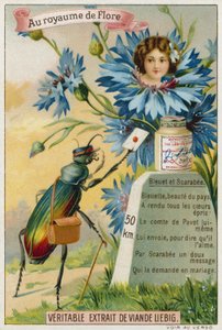 Fiordaliso e scarabeo