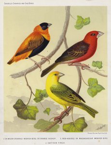Uccello tessitore dalla corona cremisi o vescovo arancione, tessitore dalla testa rossa o tessitore del Madagascar, fringuello zafferano