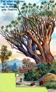 Albero del drago a Orotava, Tenerife