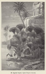 Papiro egiziano, Cyperus Papyrus, Linneo da European School