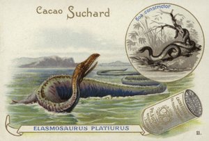 Elasmosauro e boa constrictor