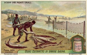 Pesca dello storione da European School