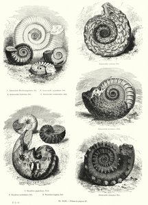 Fossili di ammoniti e nautilus