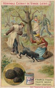 Francia (Perigord): tartufo nero (Tuber cibarium)
