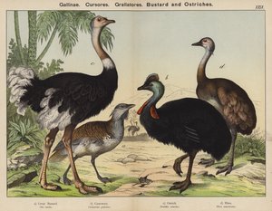 Galliformi, Corridori, Grallatori, Otarda e Struzzi da European School