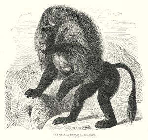 Babbuino Gelada (incisione) da European School