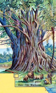Grande albero di fico a Anna Maria Bay, Nuku Hiva, Isole Marchesi