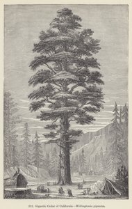 Cedro gigante della California, Wellingtonia gigantea da European School