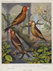 Ibrido di cardellino e canarino, Mealy scuro, Cannella, Jonque scuro