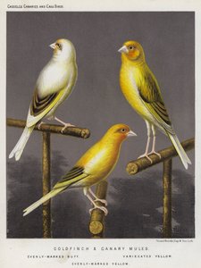 Muli di cardellino e canarino, buff uniformemente segnato, giallo variegato, giallo uniformemente segnato