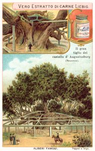 Grande tiglio nei giardini del Castello di caccia di Augustusburg, Sassonia, Germania