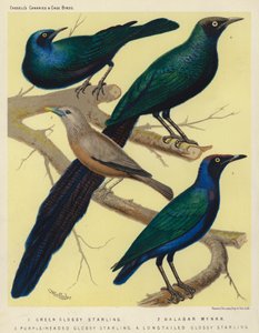 Storno lucido verde, Myna del Malabar, Storno lucido testa viola, Storno lucido coda lunga da European School