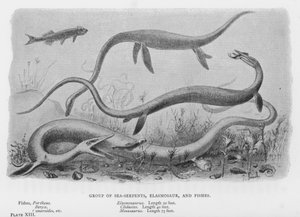 Gruppo di serpenti marini, Elasmosauro e pesci da European School