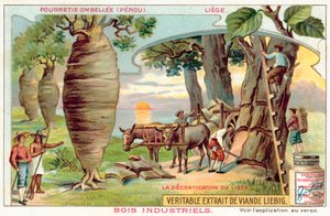 Raccolta della corteccia dagli alberi in Perù