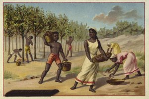 Raccolta del cacao, Africa