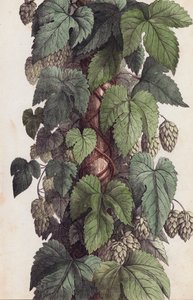 Vite di luppolo (litografia a colori)