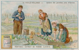 Coltivazione di giacinti vicino a Haarlem da European School