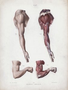 Illustrazione per L