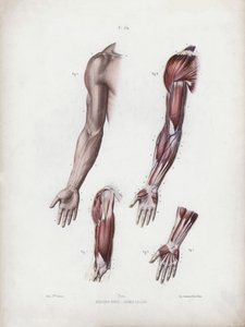 Illustrazione per L