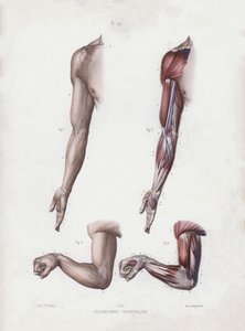 Illustrazione per L