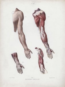 Illustrazione per L