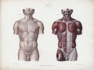 Illustrazione per L