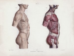 Illustrazione per L