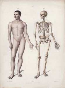 Illustrazione per L